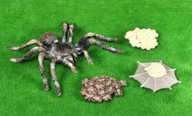 Spider Tarantula levenscyclus