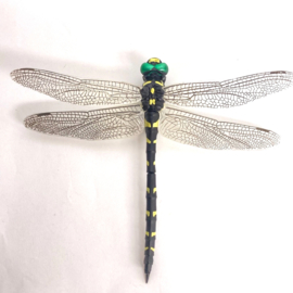 Libelle   Anotogaster sieboldii