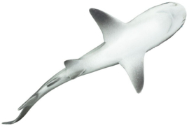 Grijze Rifhaai   S100099