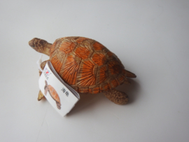 Zeeschildpad