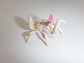 028 Orchid Mantis  Furuta