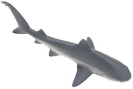 Grijze Rifhaai   S100099