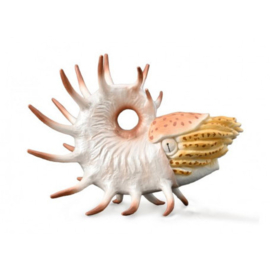 Cooperoceras  CollectA 88946 ammonite