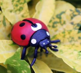 Lady bug