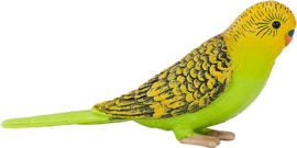 Budgerigar green Mojo 387262