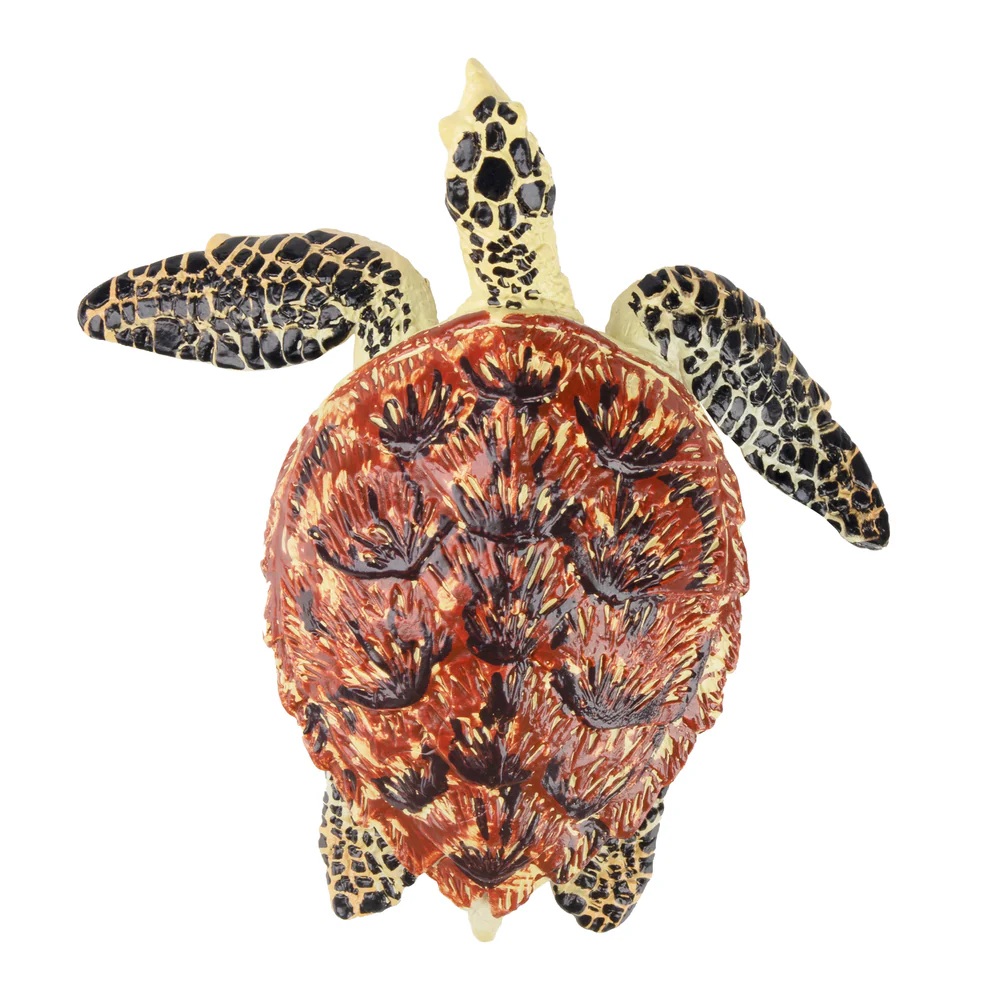 Hawksbill sea turtle  Toymany