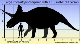 Triceratops Papo 55002