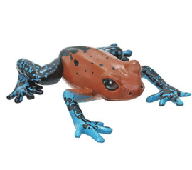 Strawberry poison frog Colorata
