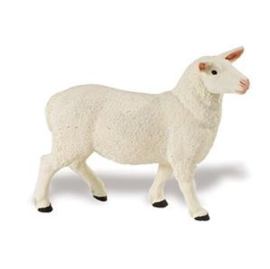 Schaap ooi  S246129