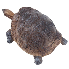 Galapagos Tortoise  Toymany