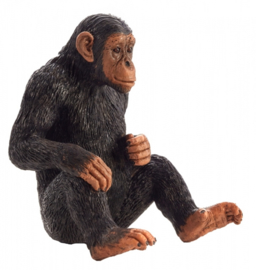 Chimpanzee  Mojo 387265