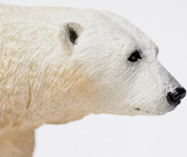 Polar Bear   S273329