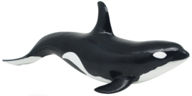 Recur R8141S - Orca (ORCINUS ORCA)