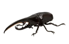 Herculesbeetle  Bandai  (dark)