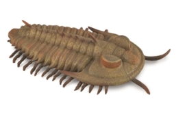 Trilobite Redlichia rex CollectA 88906