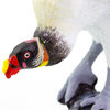 King Vulture   S100270