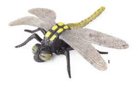 Dragonfly XL