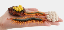 Centipede lifecycle