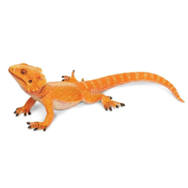 Bearded Dragon  S263129