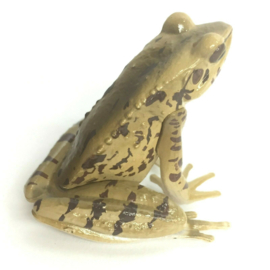 Ryukyu tip-nose frog
