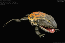 Beelzebufo ampinga
