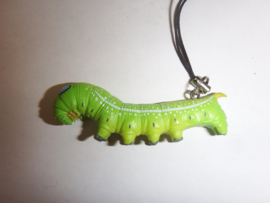 Daphnis nerii  caterpillar  Oleander butterfly