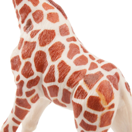 Giraffe male  Toymany