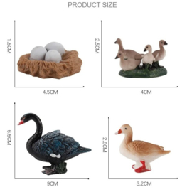 Zwaan (zwart) levenscyclus