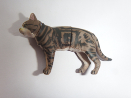 American Shorthair Cat Brown