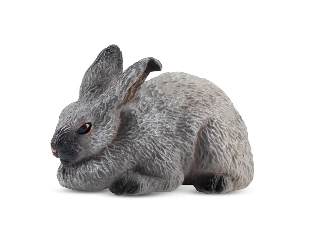 Champagne D'Argent Rabbit