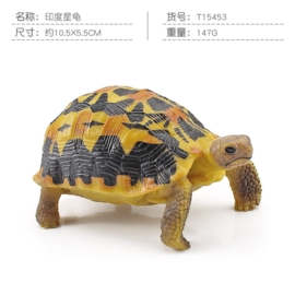 Indian star tortoise