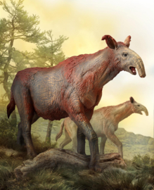 Paraceratherium  CollectA Deluxe 1:20  88949
