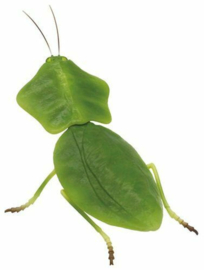Praying mantis    Choeradodis stalii