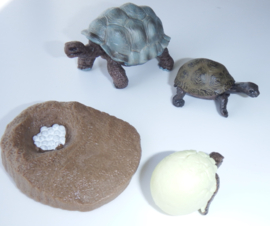 Landschildpad  lifecycle  type 1