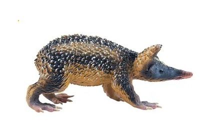 Gestreepte tenrek (Lowland streaked tenrec)