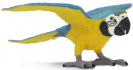 Blue & Gold macaw S264029