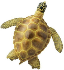 Loggerhead Turtle  S220229