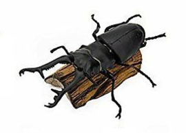 Giraffe stag beetle Colorata