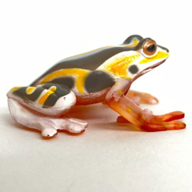 Painted  reed frog  Colorata