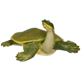 Soft shell turtle  XL Safari 160605