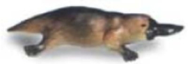 Vogelbekdier Platypus  75455 groot