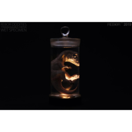 Tyrannosaurus rex Foetus Wet Specimen Rebor