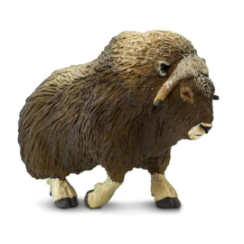 Muskox  S100095