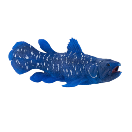 Coelacanth  Mojo 381050