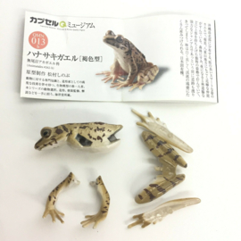 Ryukyu tip-nose frog