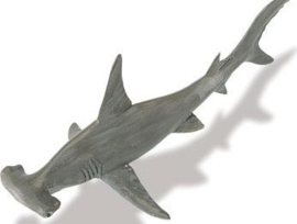 Hammerhead Shark ( Mometerey Bay Aquarium) S210702