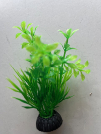 Waterplant  B