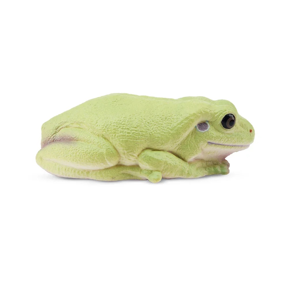 Australian green tree frog  Toymany