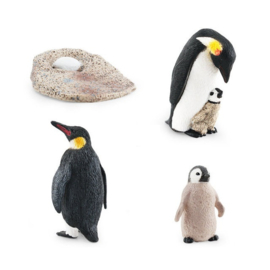 Pinguin  Koningspinguin levenscyclus B