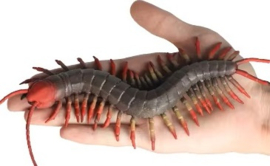 Duizendpoot xl flexibel